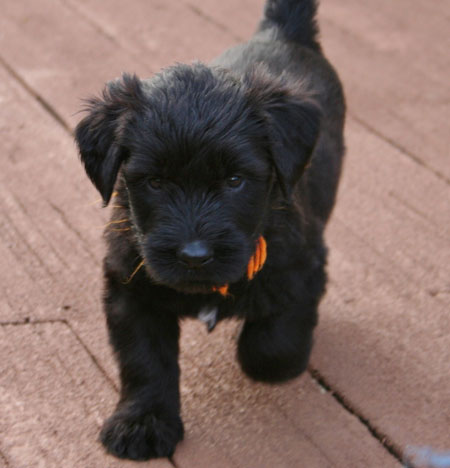 briard puppies near me