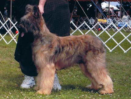 shaved briard