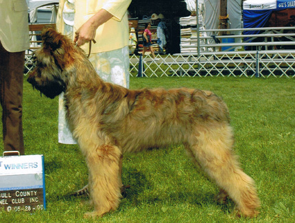 shaved briard