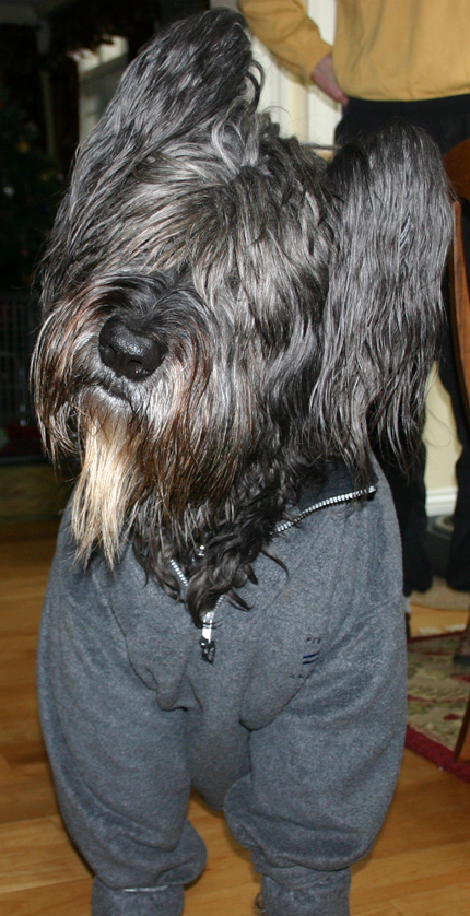 shaved briard