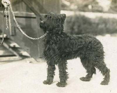 shaved briard